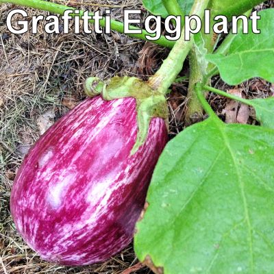 11Grafitti_eggplant 400.jpg